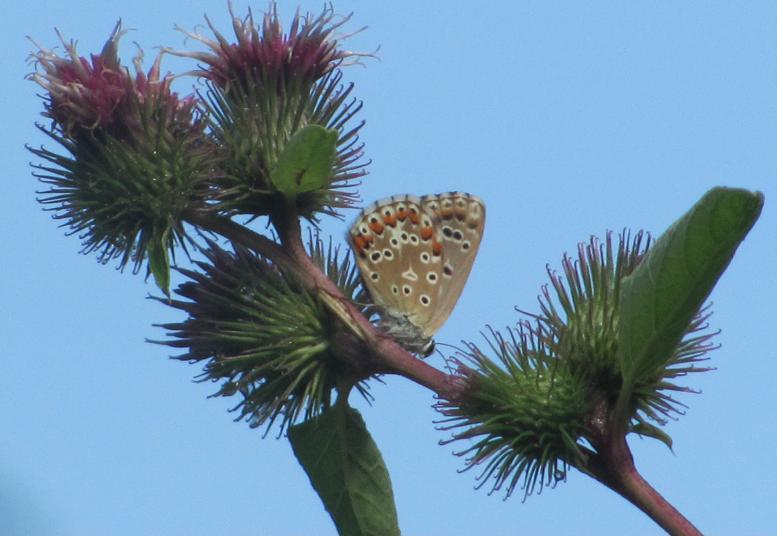 Femmina di Polyommatus icarus?
